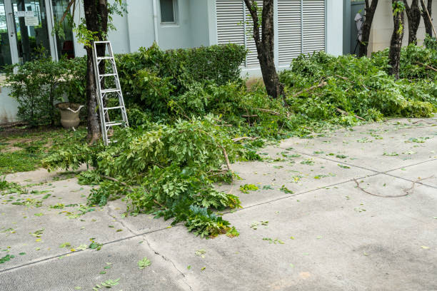 Best Tree Mulching  in Lake Delta, NY