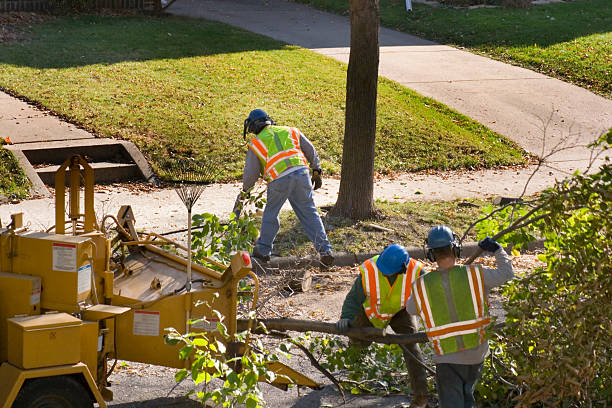 Best Tree Health Inspection  in Lake Delta, NY