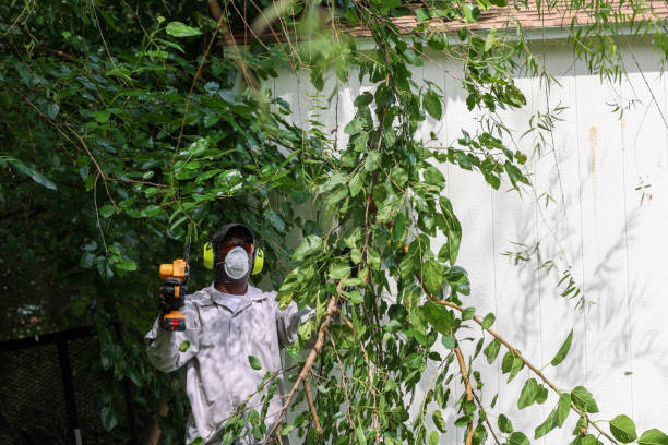Best Tree Maintenance Programs  in Lake Delta, NY