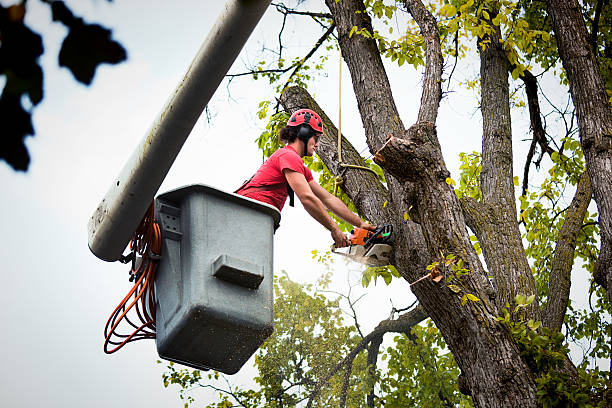 How Our Tree Care Process Works  in  Lake Delta, NY
