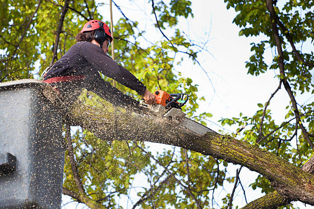 Best Stump Grinding and Removal  in Lake Delta, NY